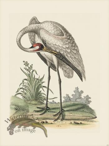 Edwards 132 Hooping-Crane